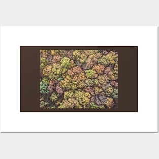 Aerial top down view of colorful autumn forest Posters and Art